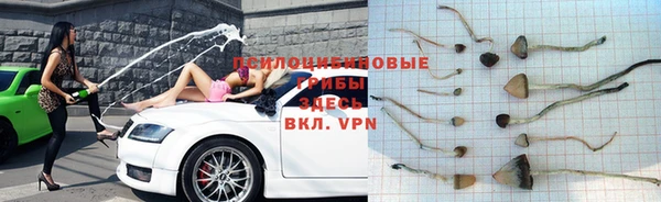 стаф Алзамай